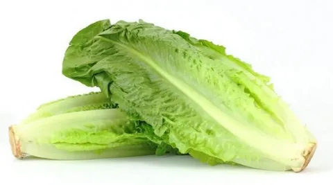 خرید کاهو فرانسوی